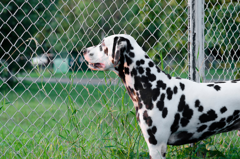 custom dog fence